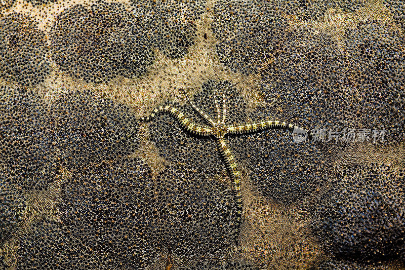 Savigny's Brittle Star on pinc垫子海星，Alor，印度尼西亚